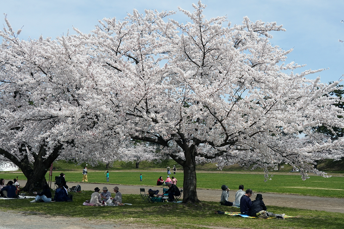 2026年4月17日、弘前公園・レクリエーション広場