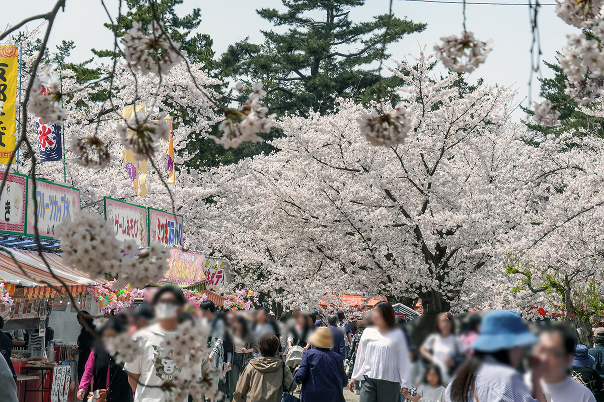 2026年4月17日、弘前公園四の丸