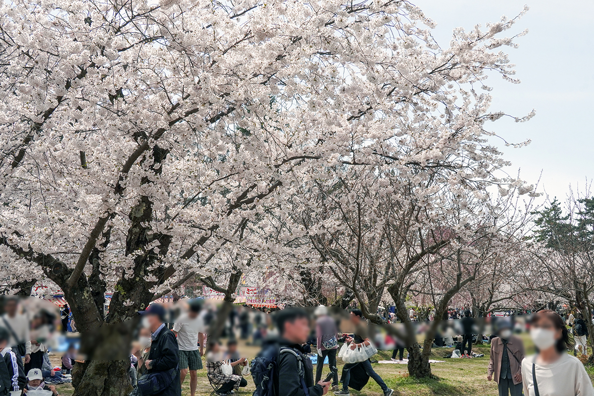 2026年4月17日、弘前公園四の丸