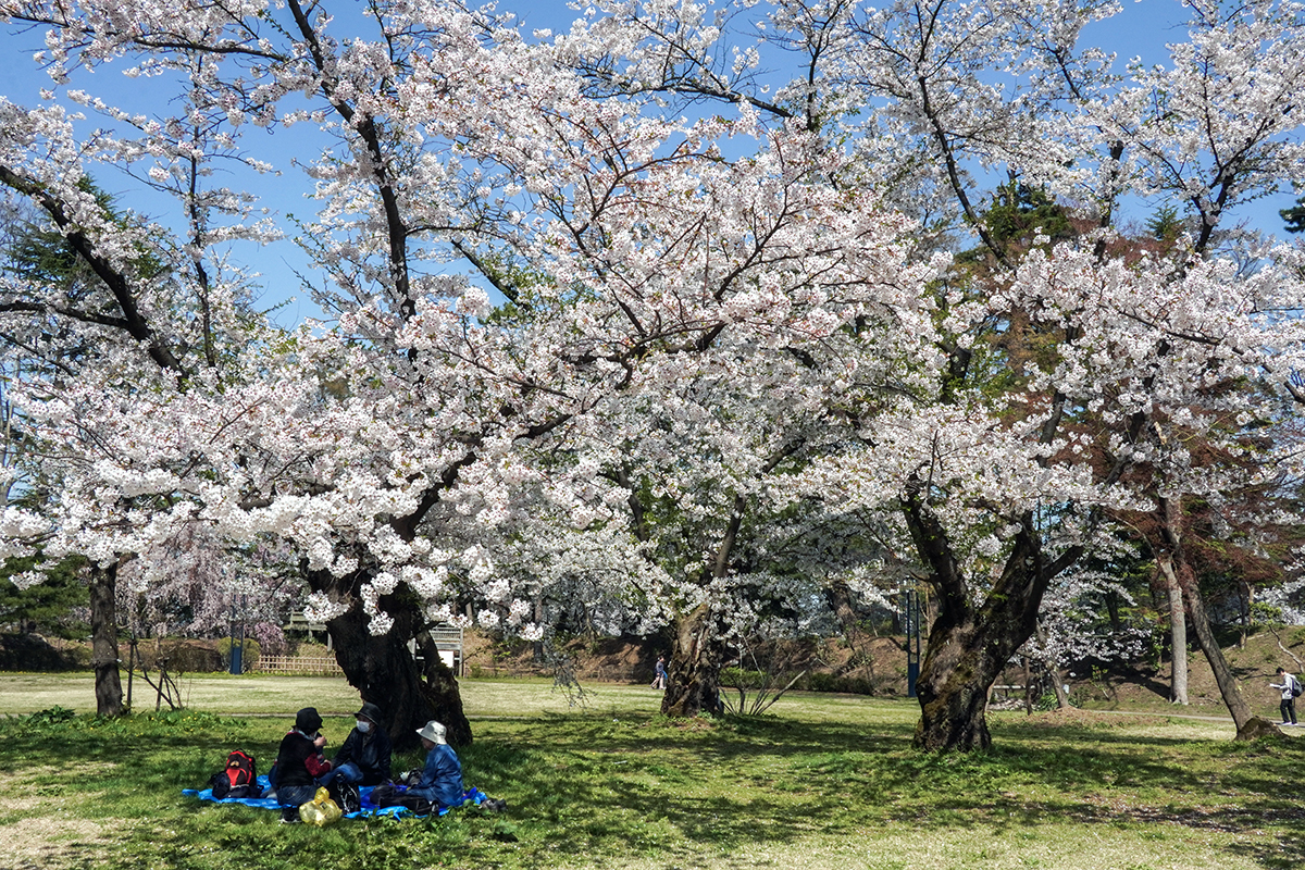 2026年4月20日、弘前公園・北の郭のソメイヨシノ標準木