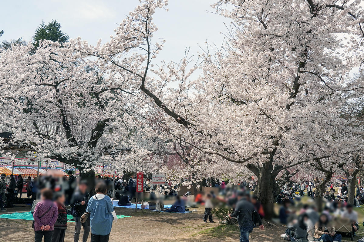 2026年4月17日、弘前公園四の丸