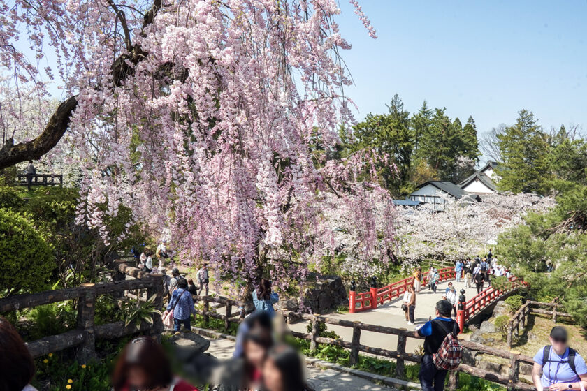 2026年4月20日、弘前公園・本丸～北の郭