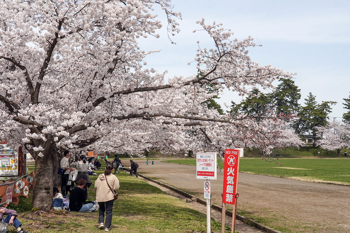 2026年4月17日、弘前公園・レクリエーション広場