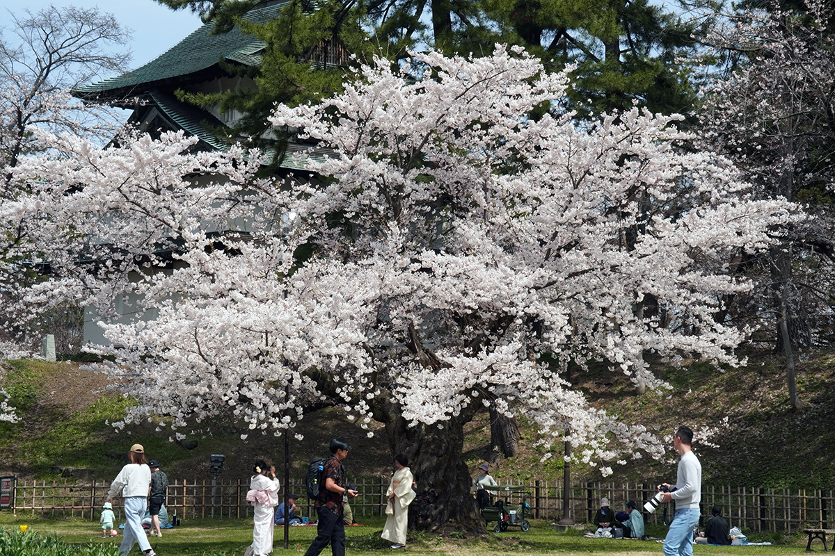 2026年4月17日、弘前公園二の丸・丑寅櫓とソメイヨシノ