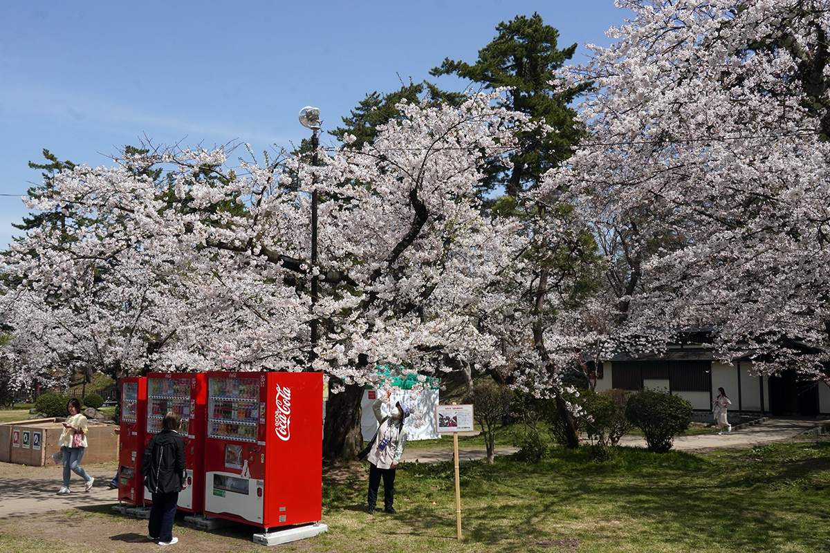 2026年4月17日、弘前公園二の丸・与力番所付近