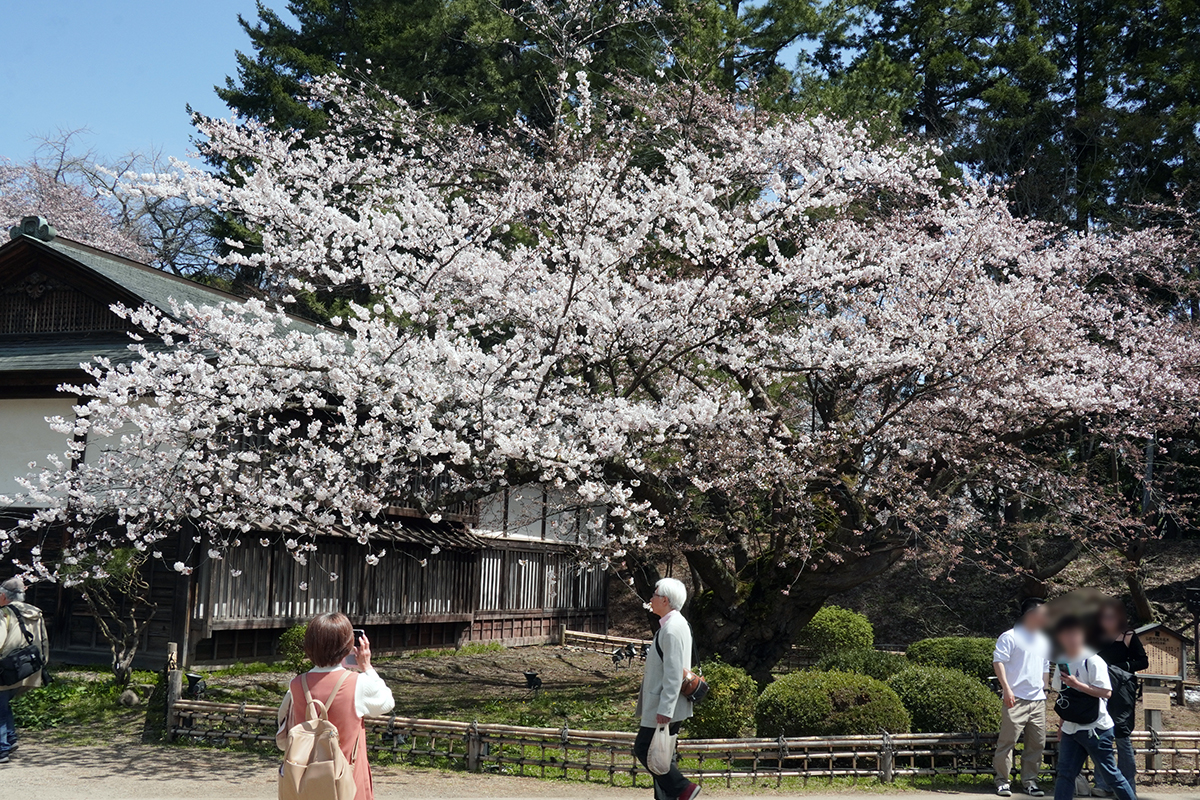 2026年4月17日、弘前公園最長寿のソメイヨシノ