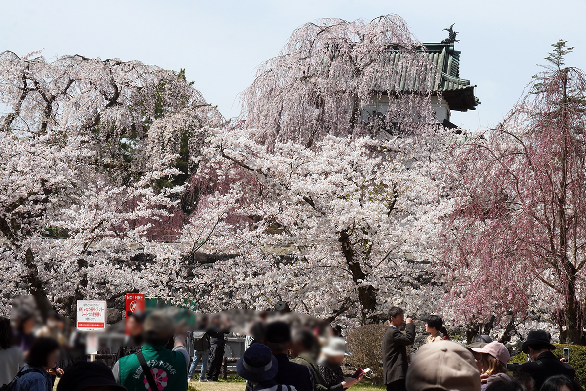 2026年4月17日、弘前公園二の丸
