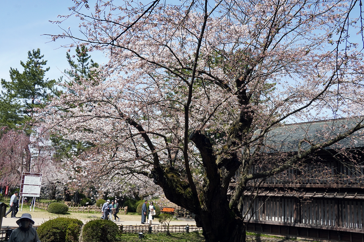 2026年4月17日、弘前公園最長寿のソメイヨシノ