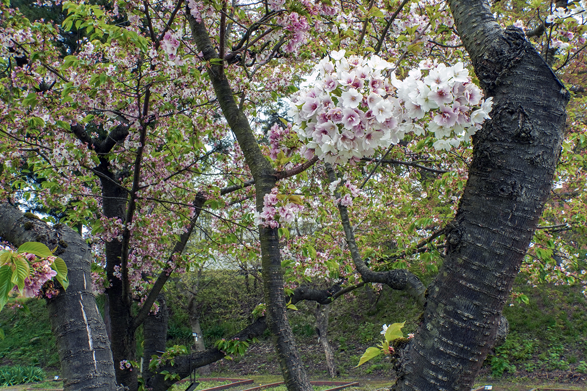 2026年4月28日、弘前公園・弘前城植物園のサクヤヒメ