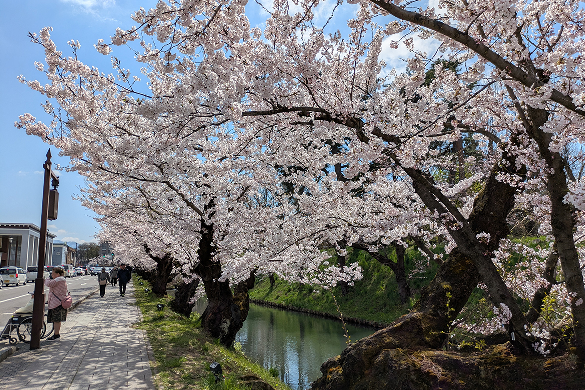 2026年4月16日、弘前公園外濠（東側）のソメイヨシノ並木