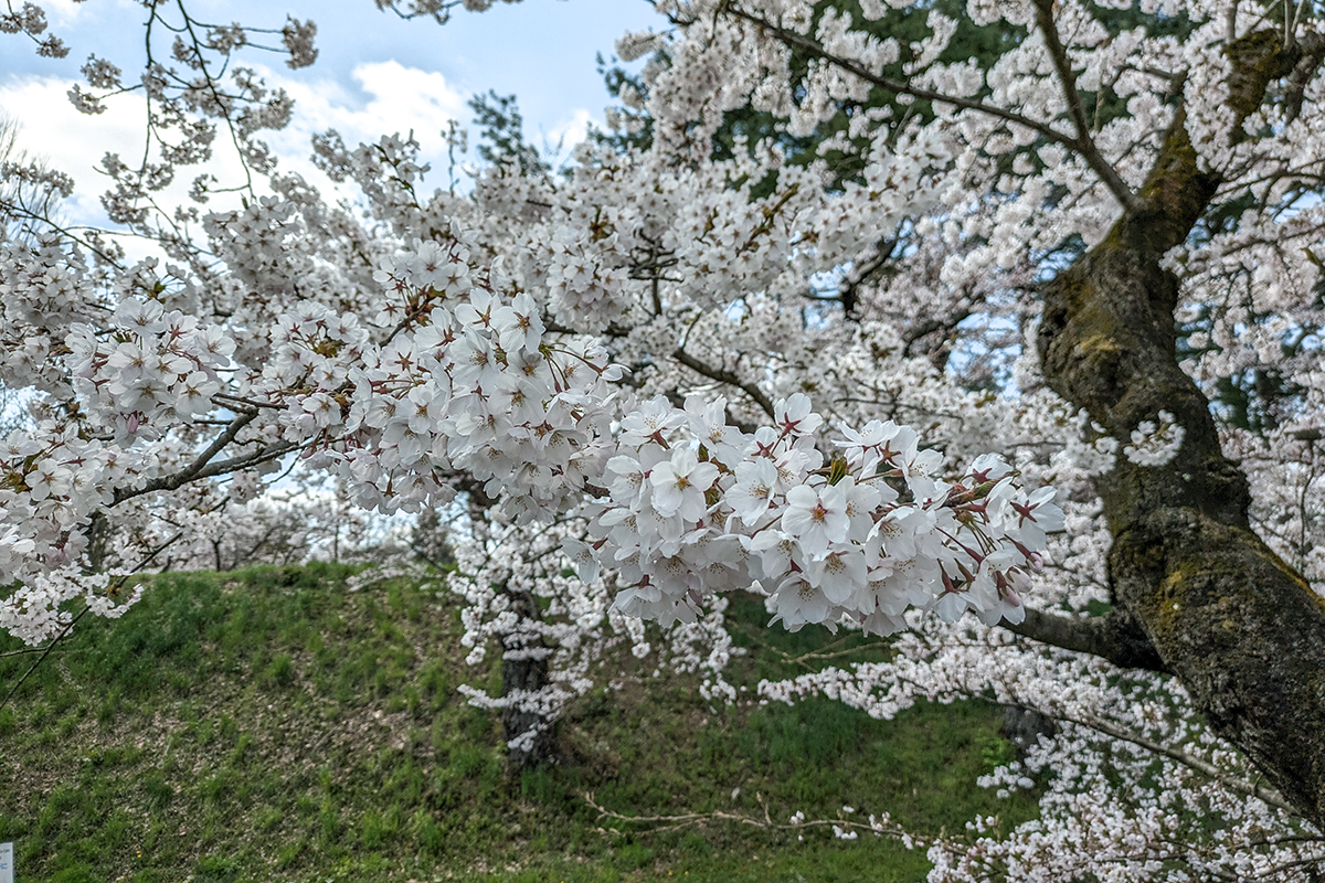 2026年4月16日、弘前公園外濠（東側）のソメイヨシノ