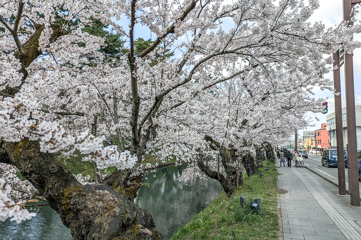 2026年4月16日、弘前公園外濠（東側）のソメイヨシノ