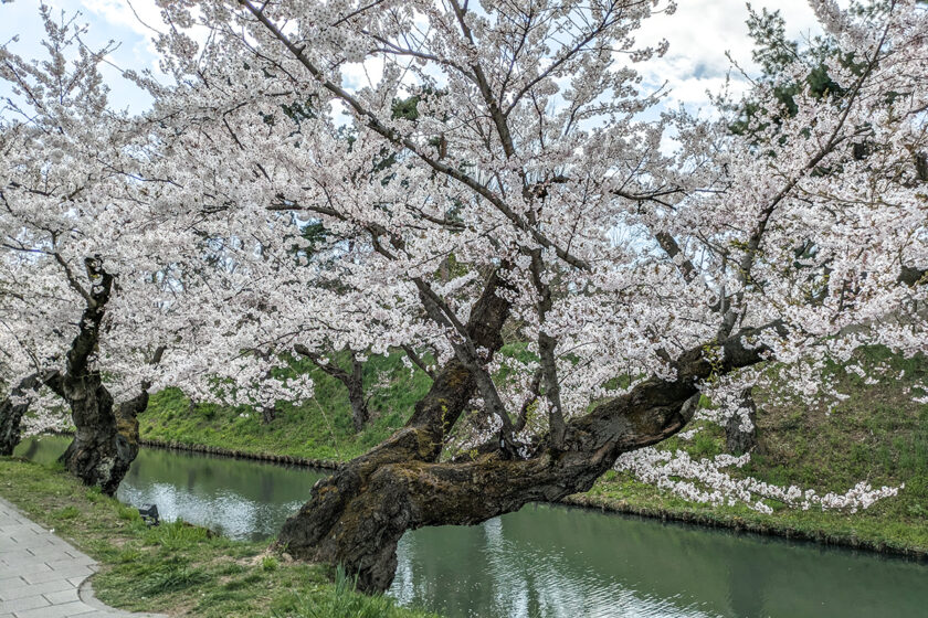 2026年4月16日、弘前公園外濠（東側）のソメイヨシノ