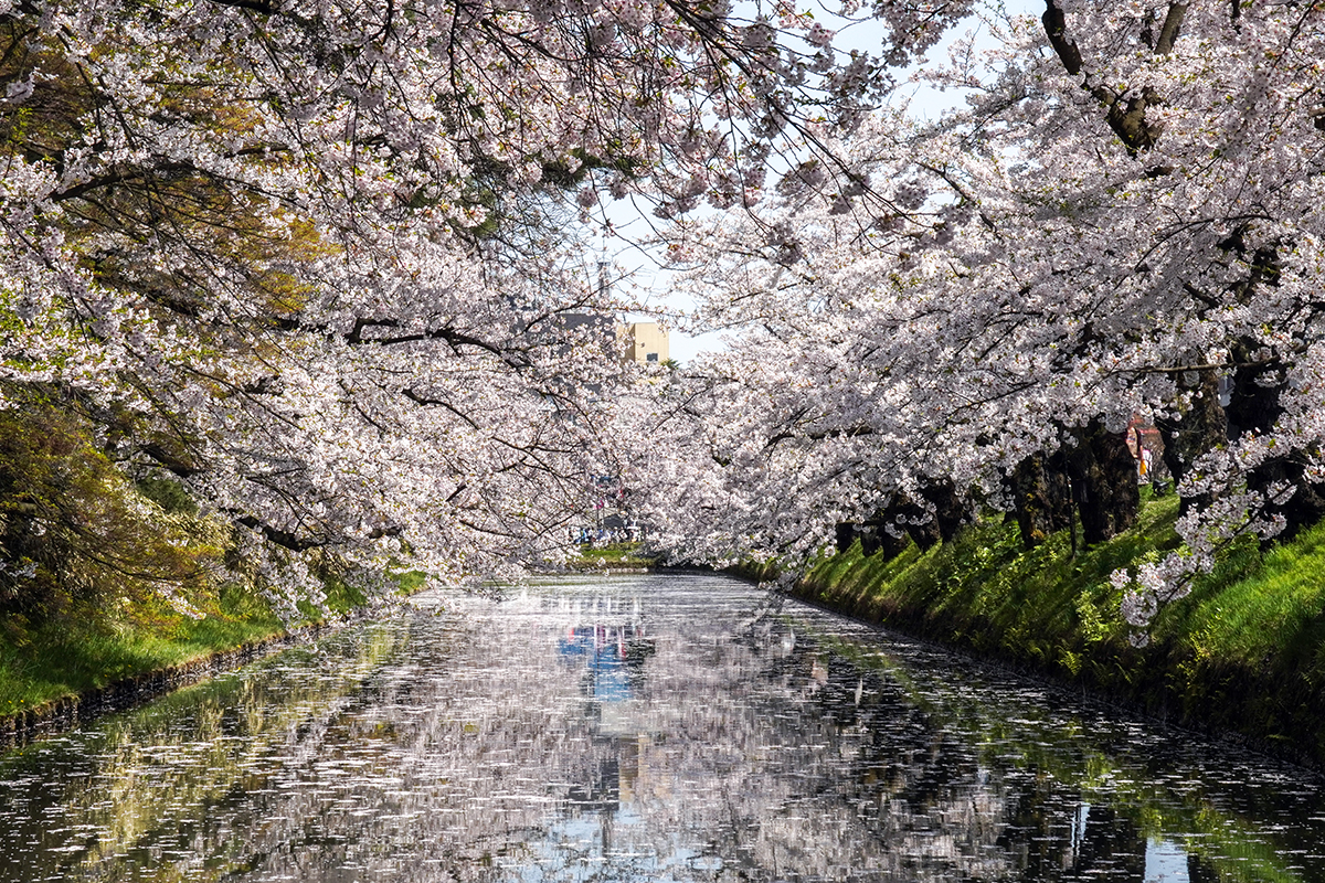 2026年4月20日、弘前公園外濠・市民会館口
