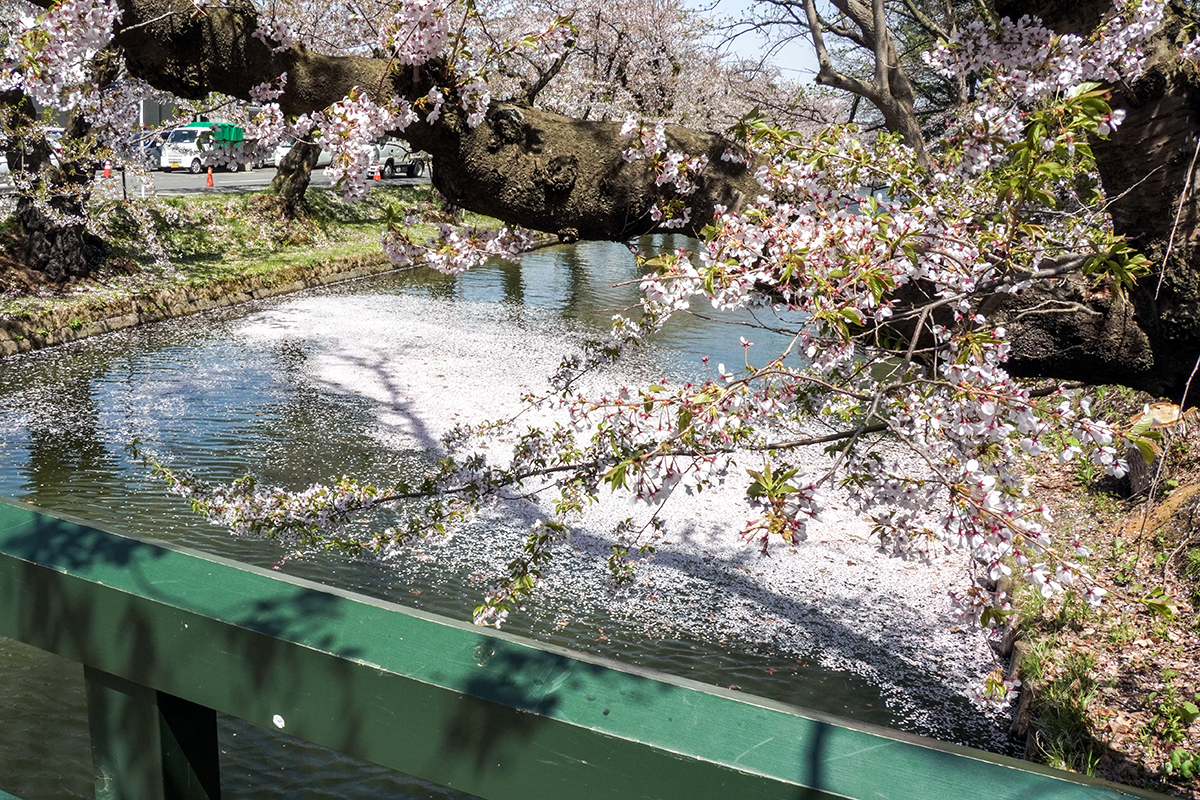 2026年4月21日、弘前公園一陽橋