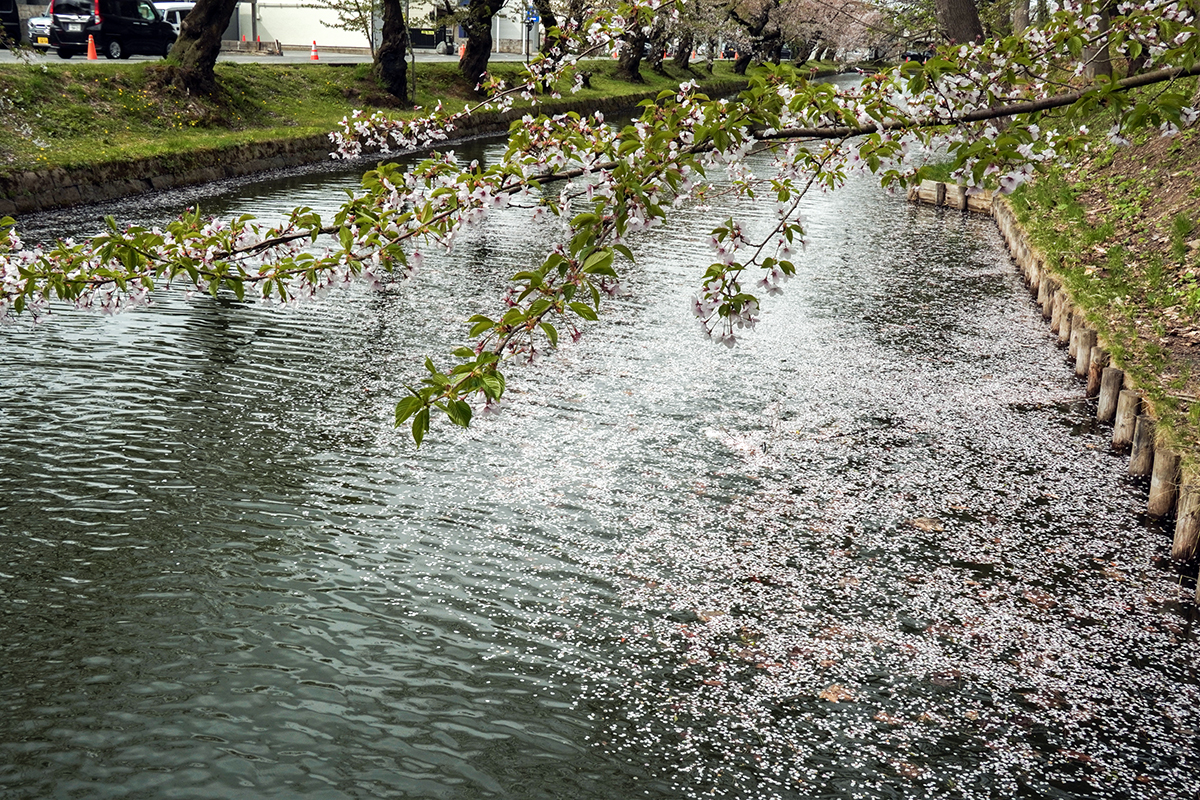 2026年4月22日、弘前公園外濠・一陽橋