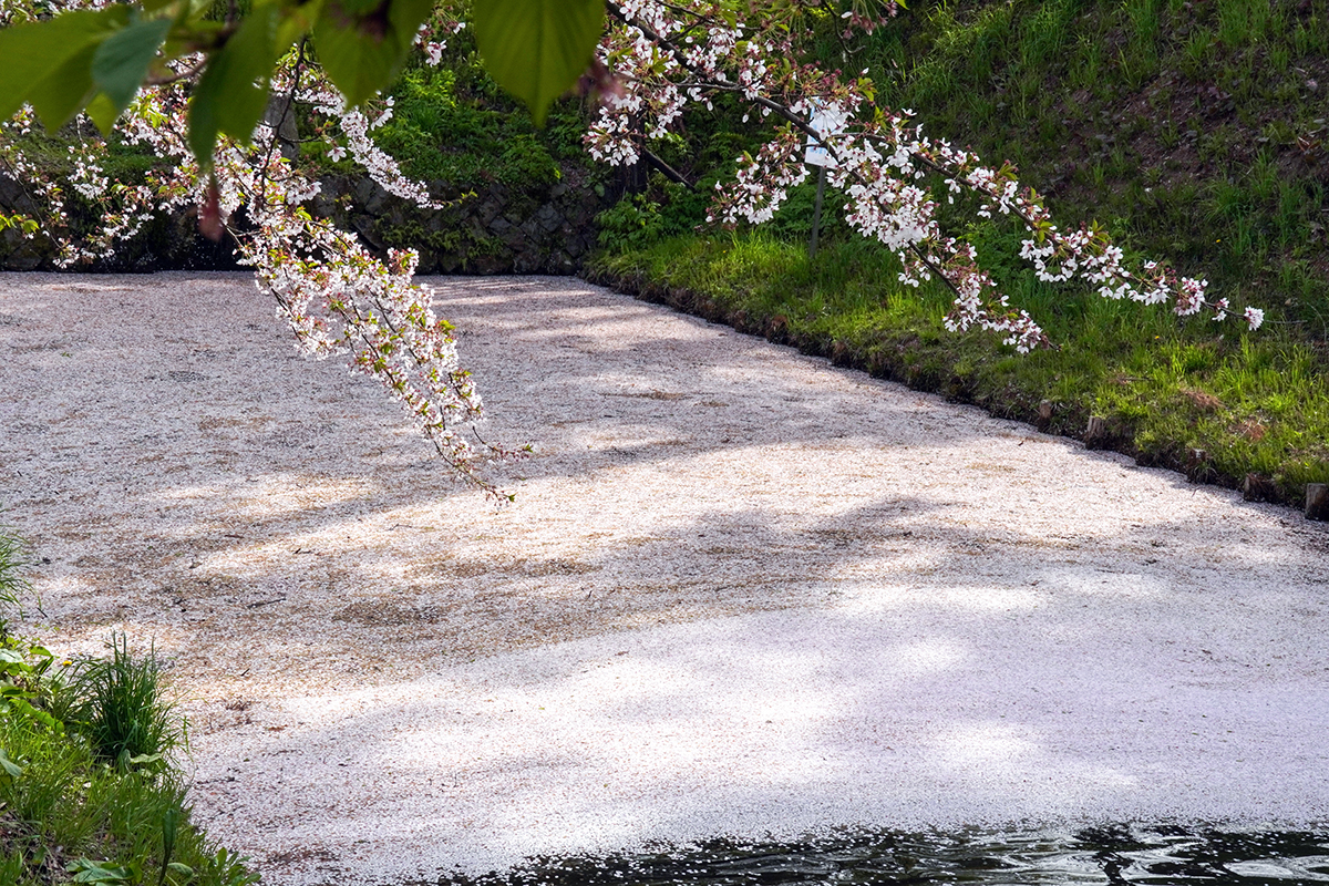 2026年4月23日、弘前公園外濠東側