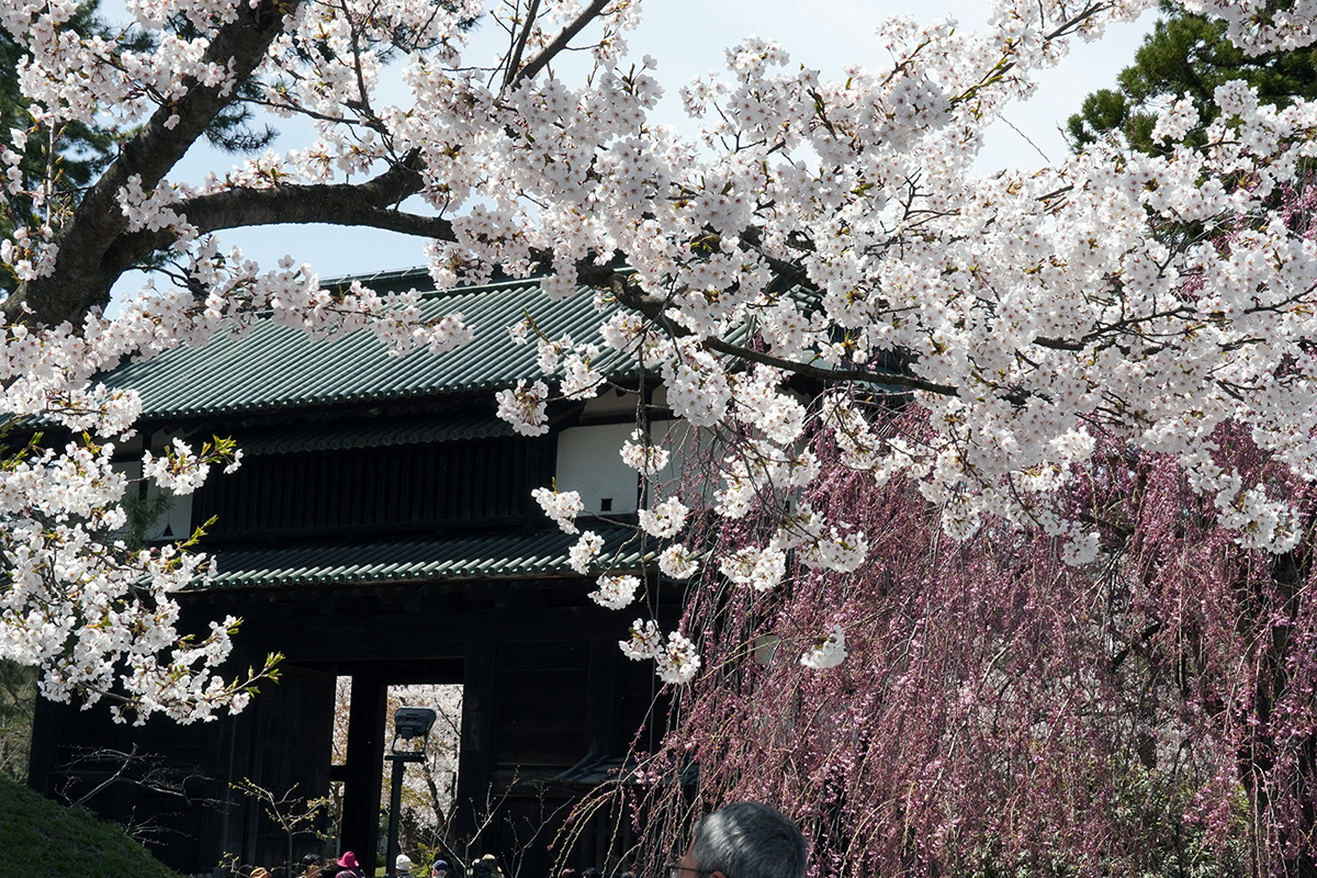 2026年4月17日、弘前公園外濠東側（東門口）