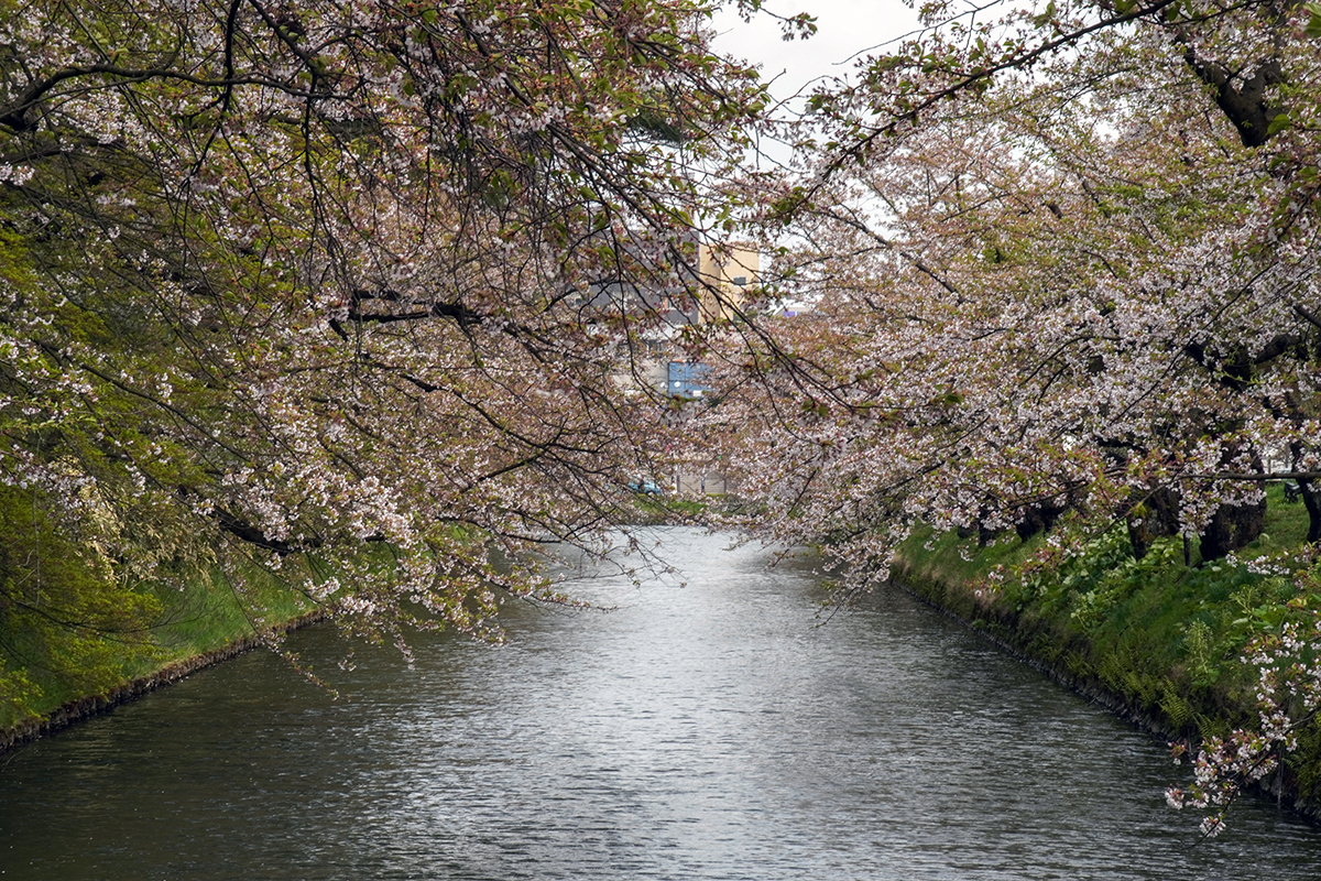 2026年4月22日、弘前公園外濠・市民会館口