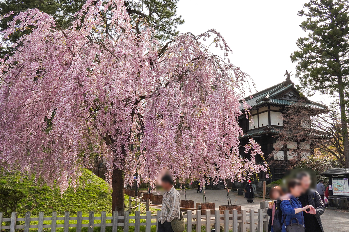 2026年4月23日、弘前公園東門口