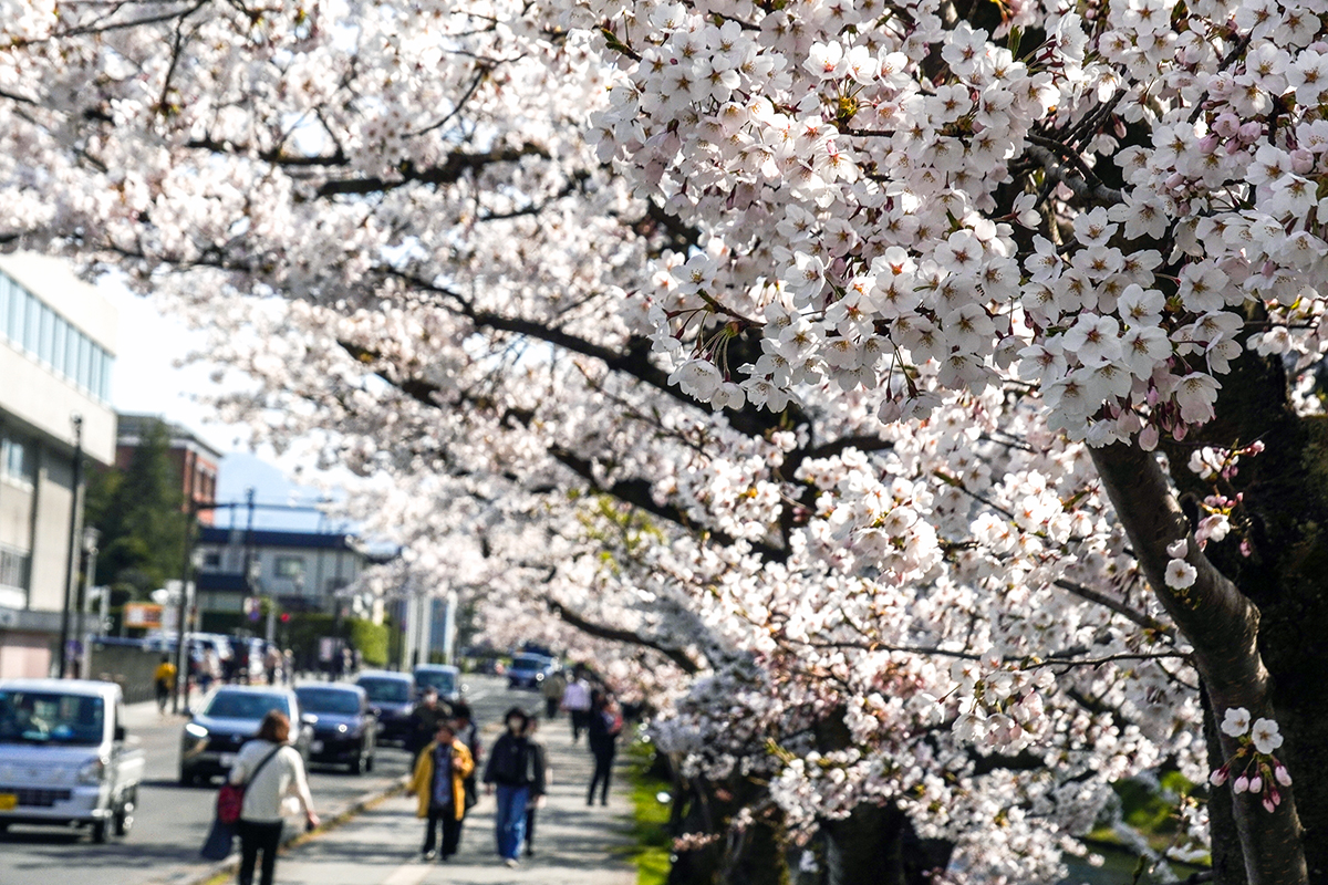 2026年4月16日、弘前公園外濠（東側）