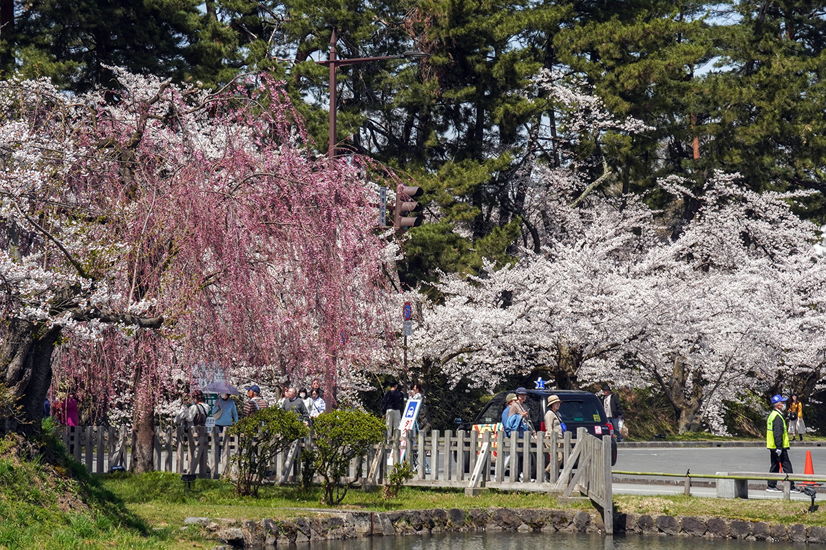 2026年4月17日、弘前公園外濠東側（東門口）