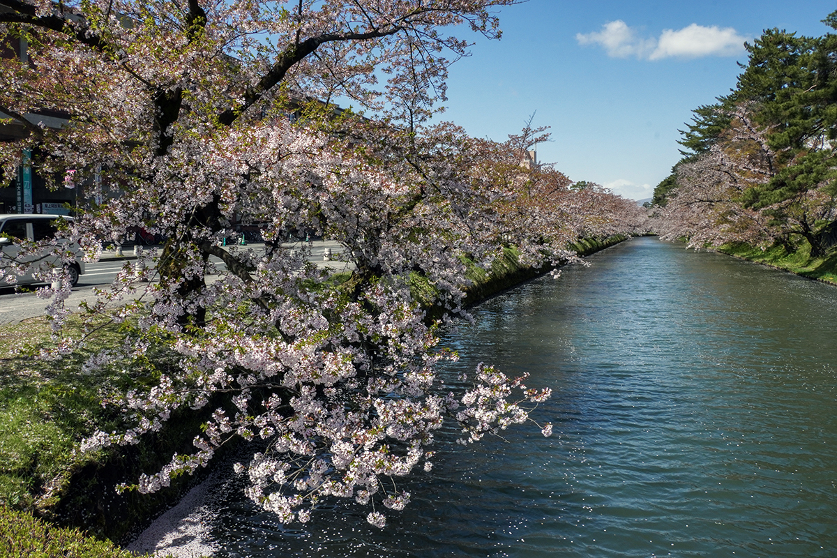 2026年4月21日、弘前公園外濠（市役所前交差点）
