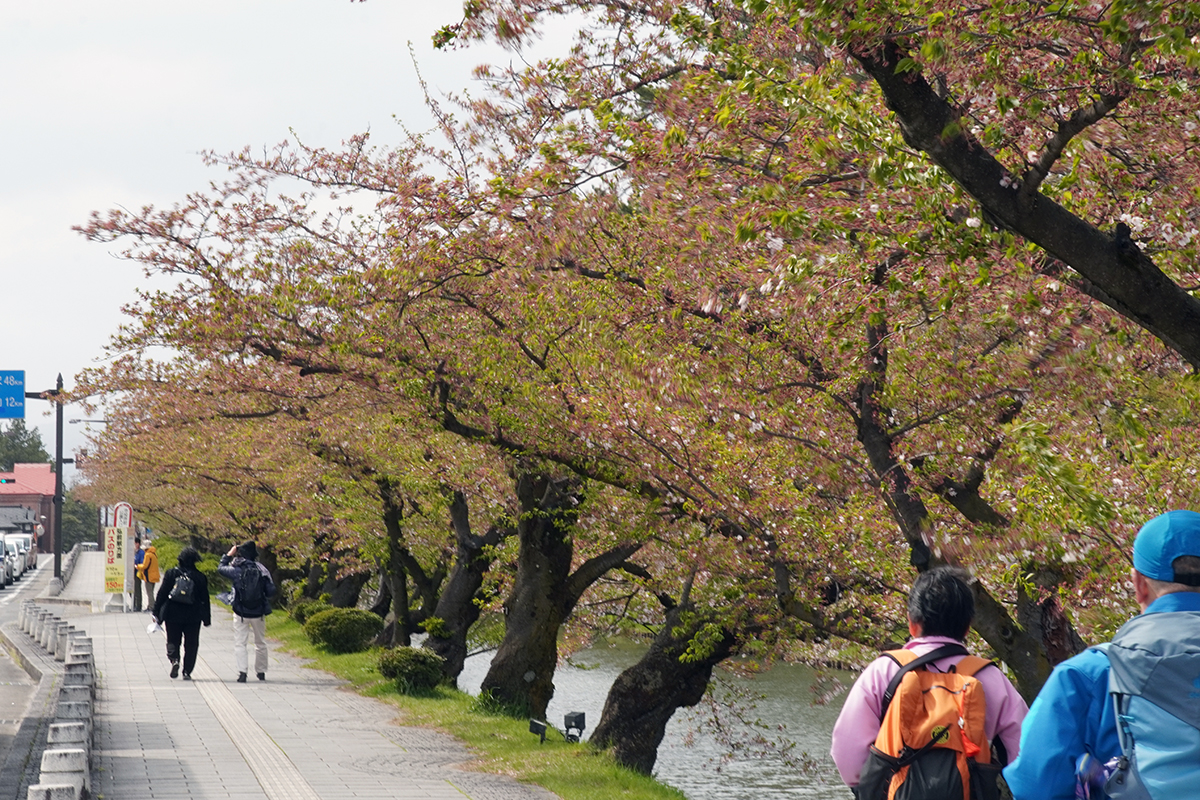 2026年4月22日、弘前公園外濠南側（市役所前）