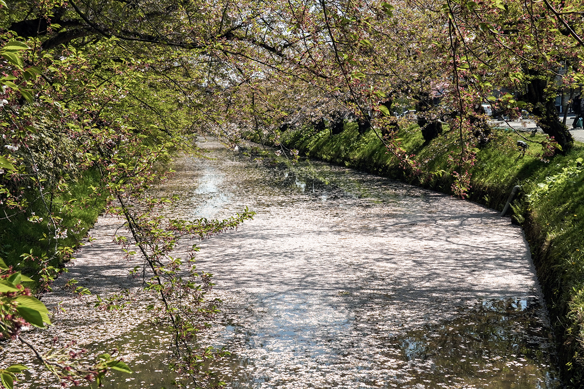 2026年4月24日、弘前公園外濠・市民会館口