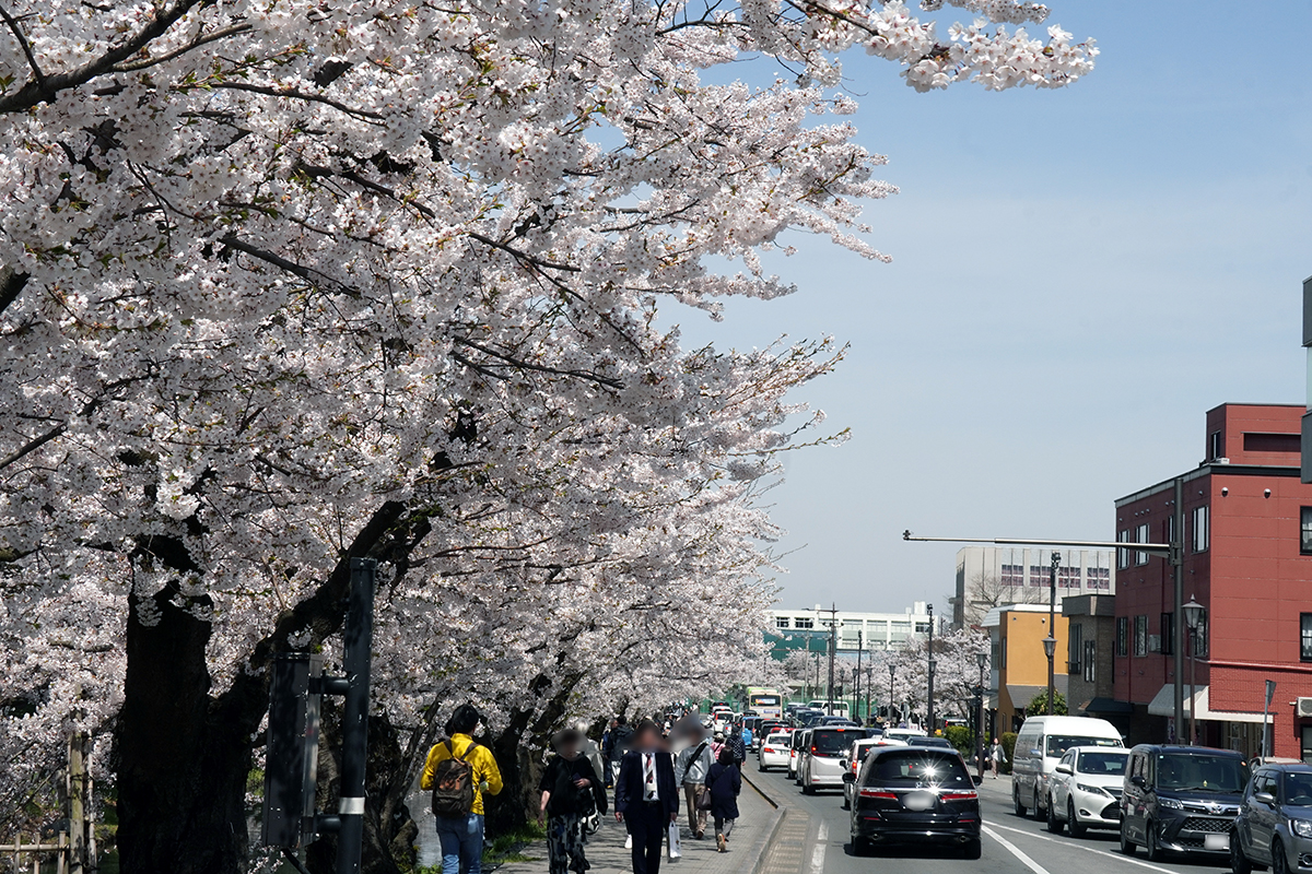 2026年4月17日、弘前公園外濠（東側）のソメイヨシノ