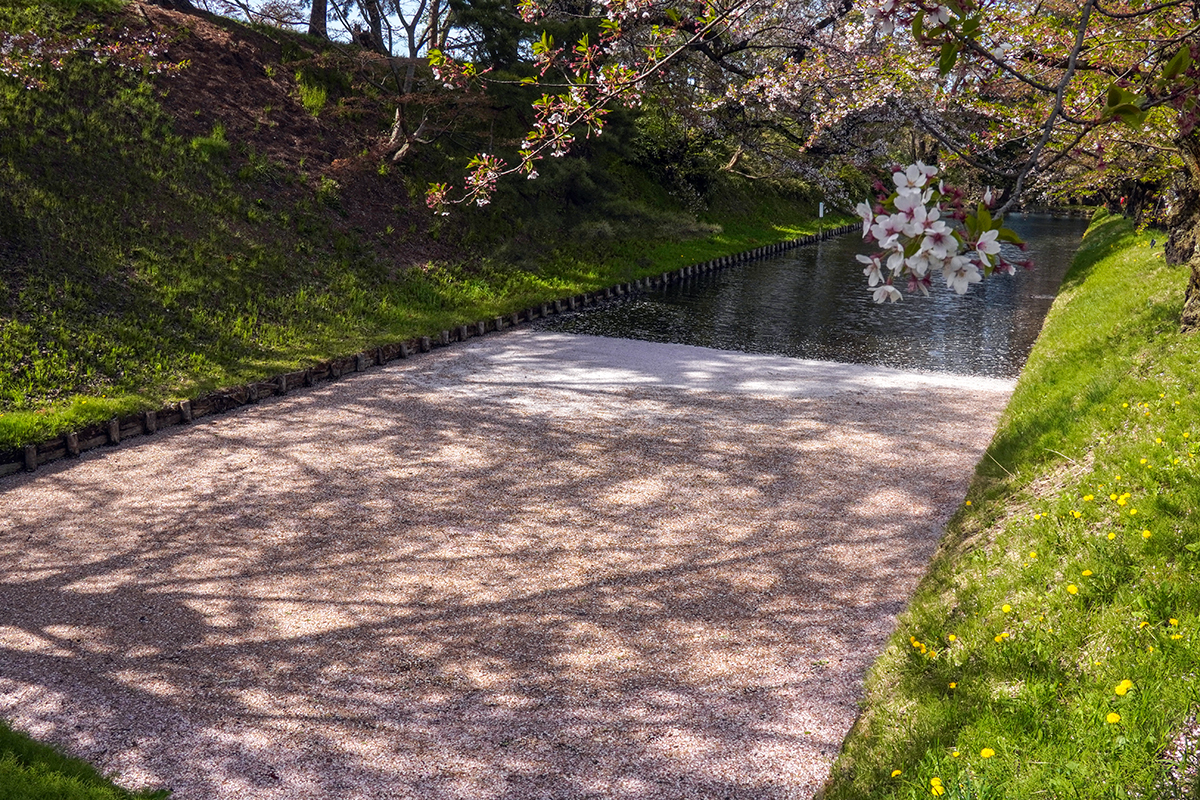 2026年4月23日、弘前公園外濠・中央高校口