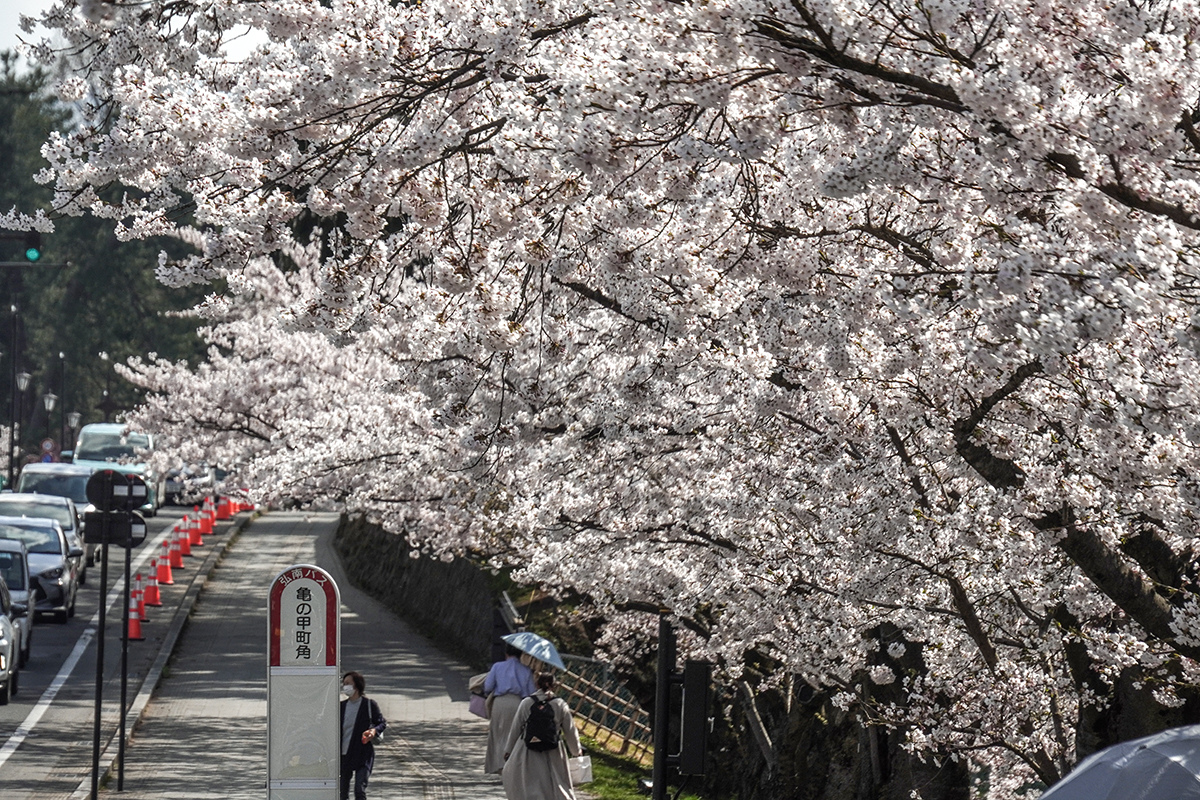 2026年4月16日、弘前公園外濠（津軽藩ねぷた村付近）