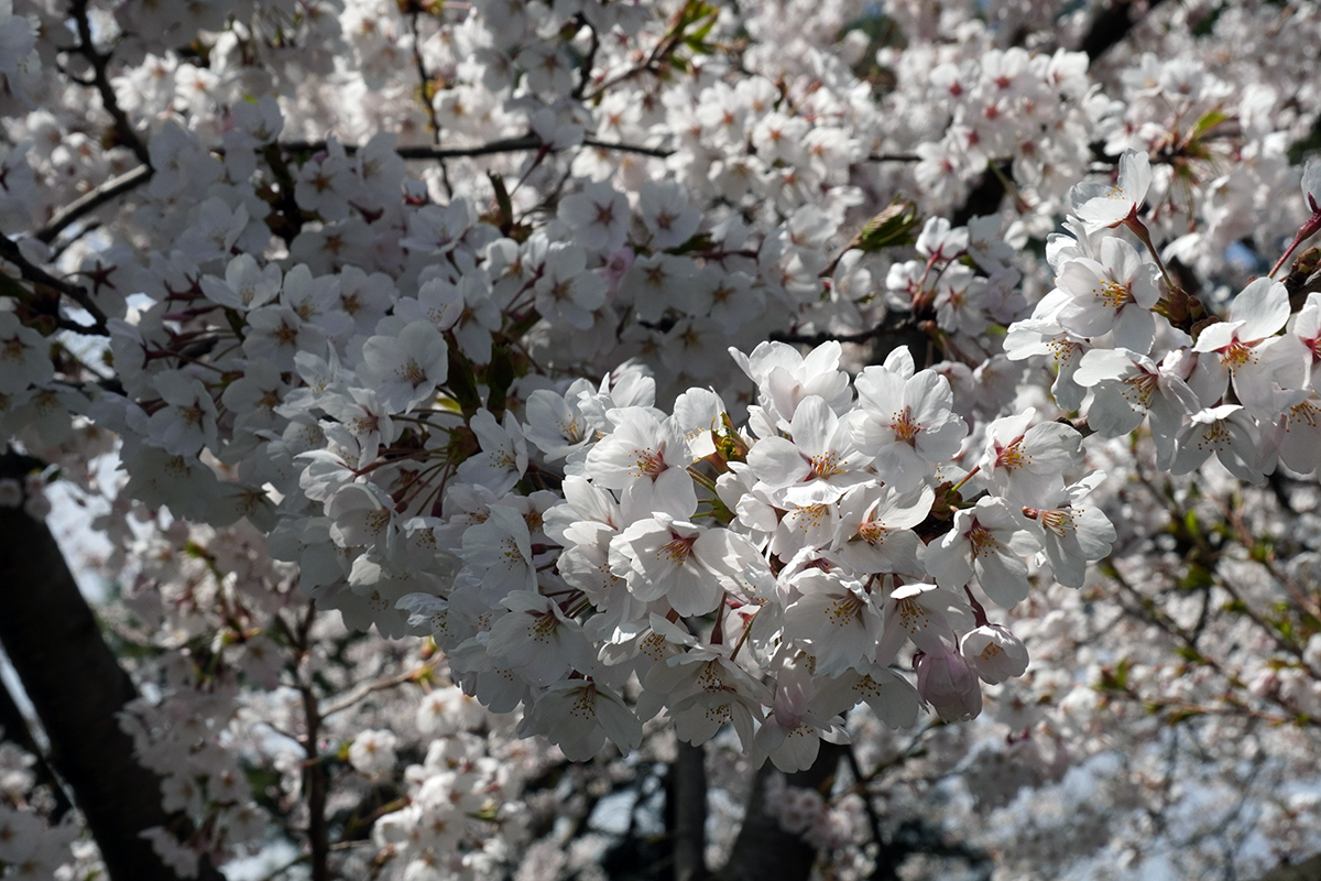 2026年4月17日、弘前公園外濠（東側）のソメイヨシノの花