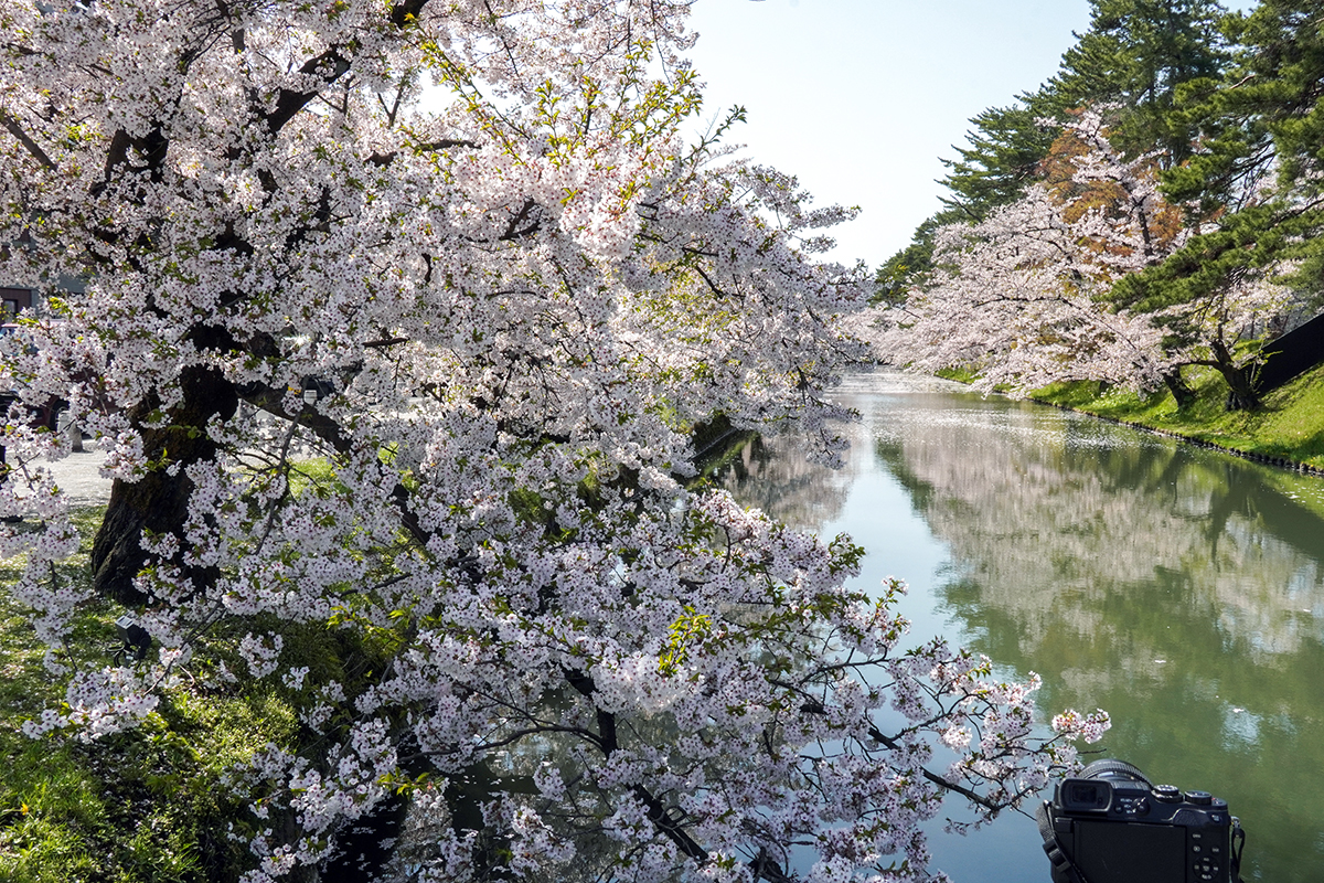 2026年4月20日、弘前公園外濠・市役所前交差点