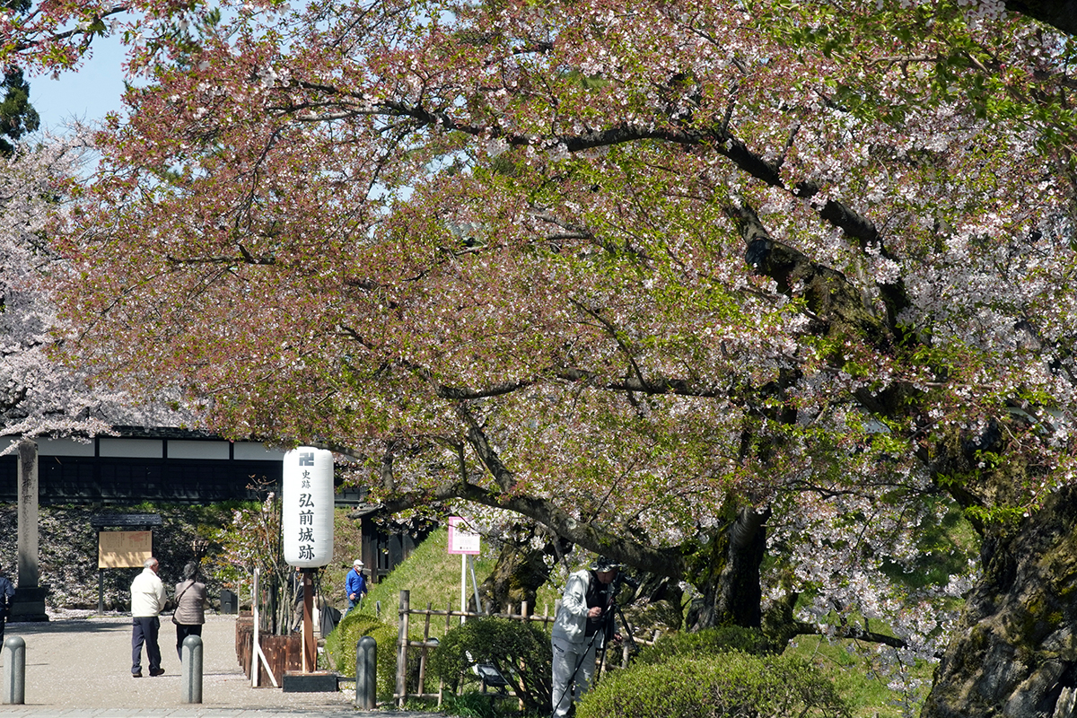 2026年4月21日、弘前公園追手門口周辺