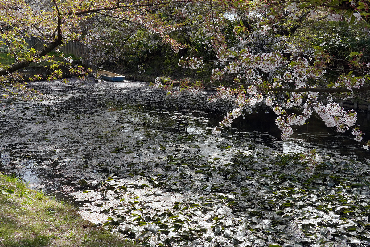 2026年4月23日、弘前公園外濠北東（ねぷた村前）