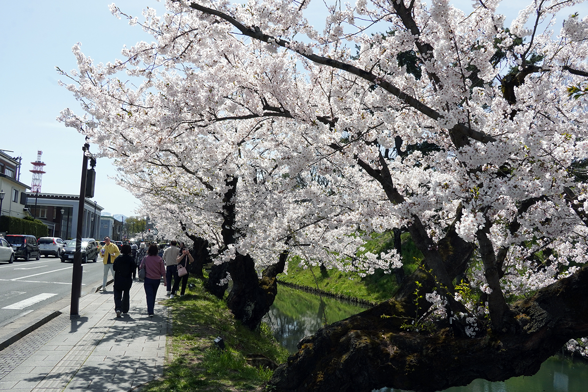 2026年4月17日、弘前公園外濠（東側）のソメイヨシノ並木