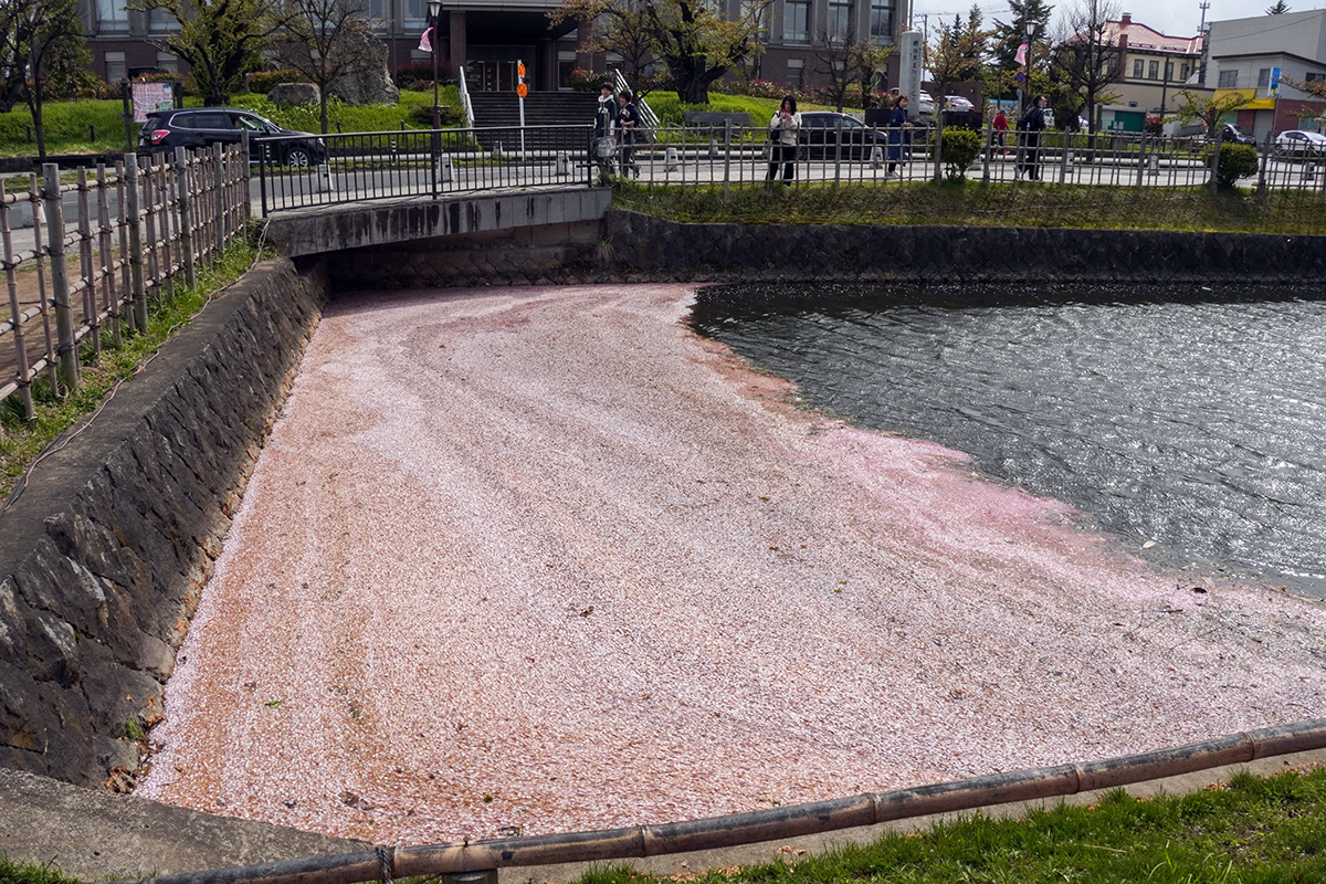 2026年4月22日、弘前公園外濠南東（裁判所前）