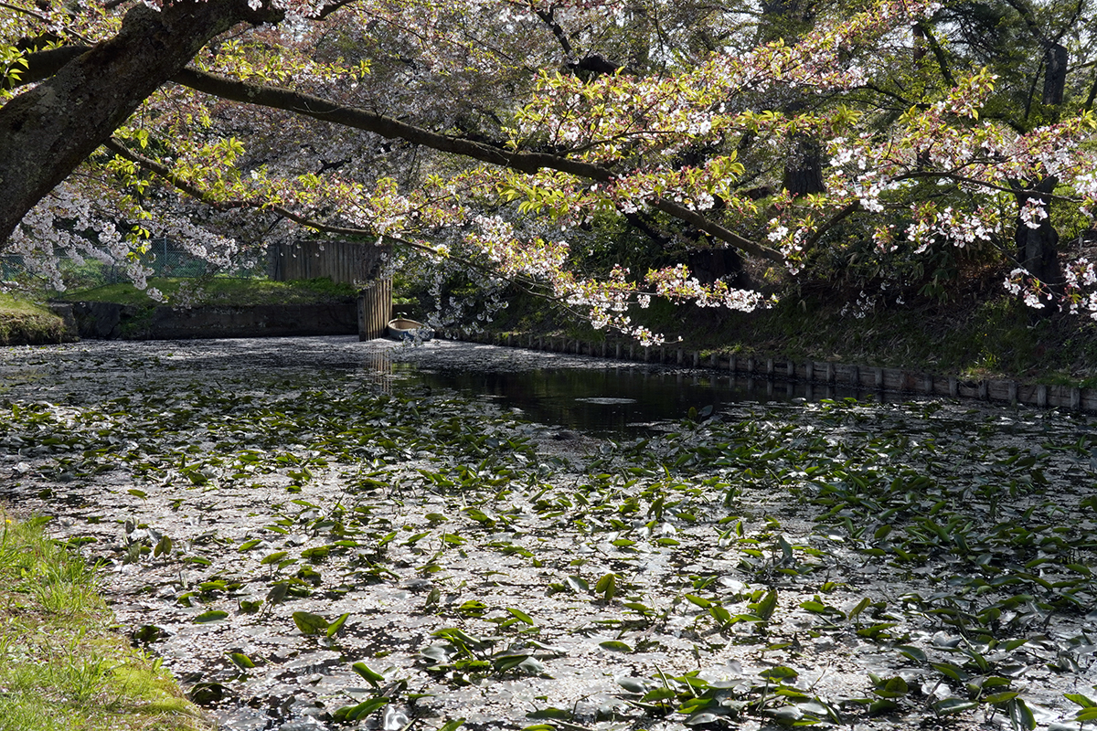 2026年4月23日、弘前公園外濠北東（ねぷた村前）