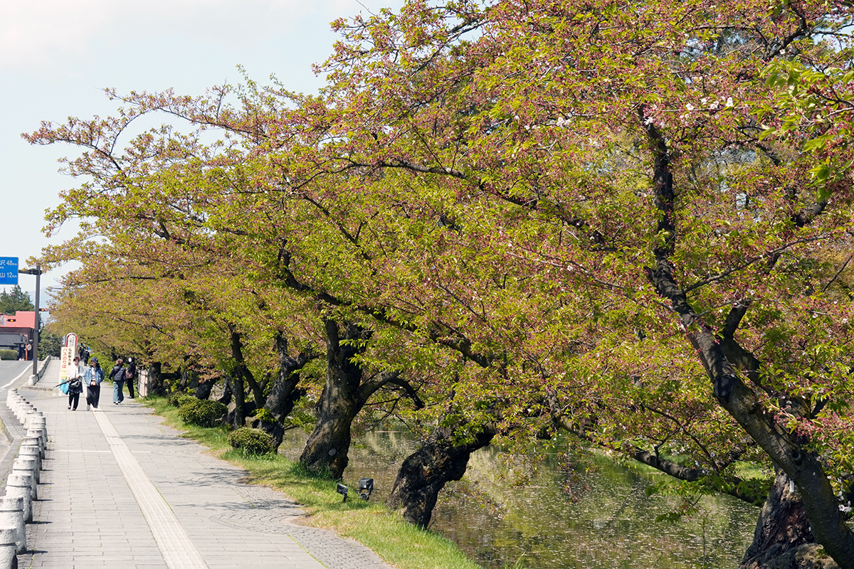 2026年4月24日、弘前公園外濠南側（市役所前）