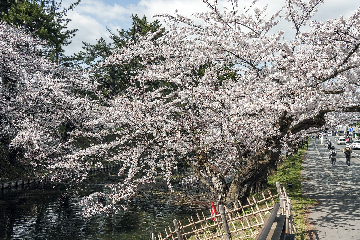 2026年4月16日、弘前公園外濠（津軽藩ねぷた村付近）