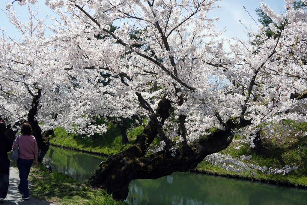 弘前さくらまつり アーカイブ - 弘前さくらまつり-Hirosaki Cherry Blossom Festival