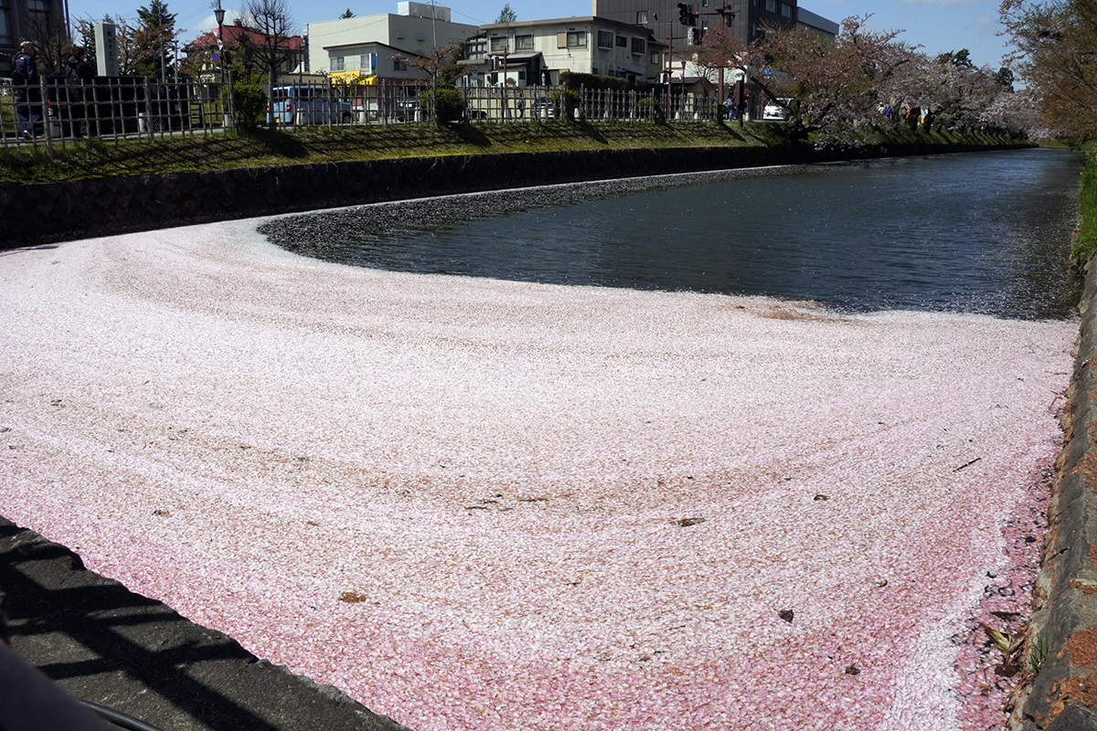 2026年4月21日、弘前公園外濠（裁判所前）