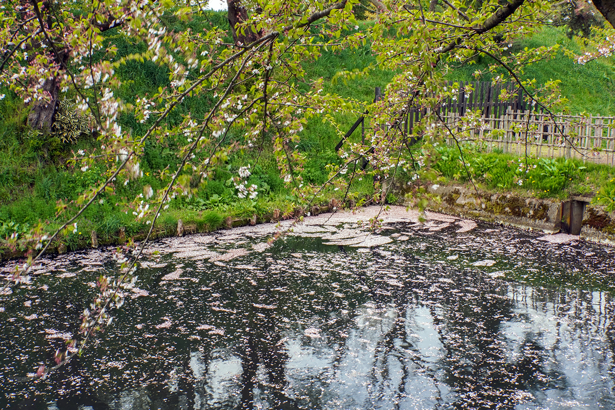 2026年4月22日、弘前公園外濠東側
