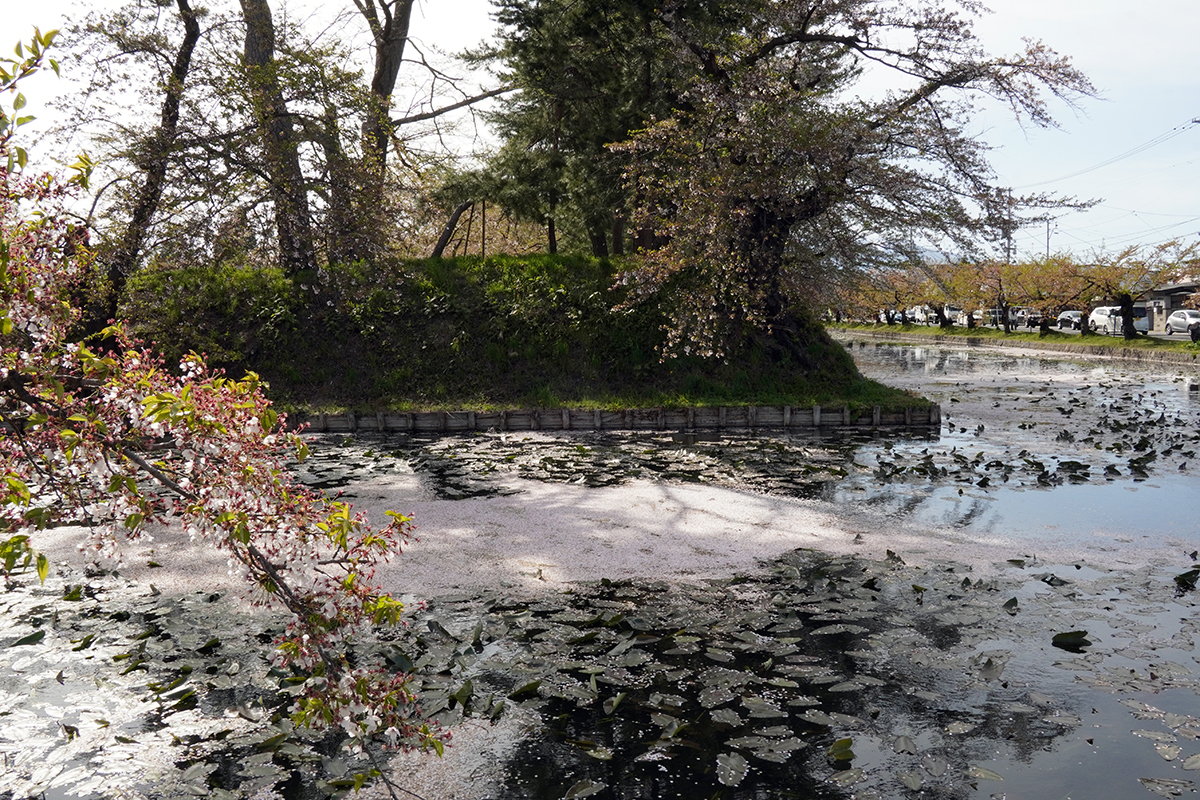 2026年4月23日、弘前公園外濠北東（ねぷた村前）