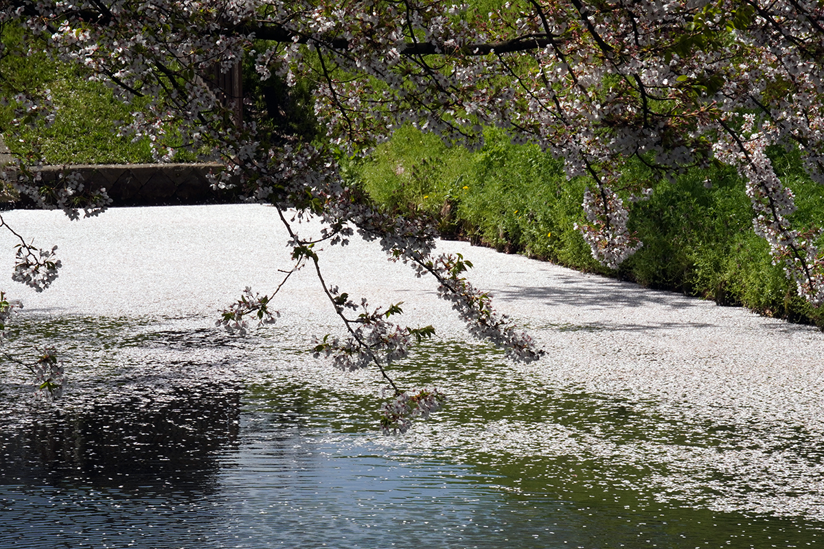 2026年4月21日、弘前公園外濠東側