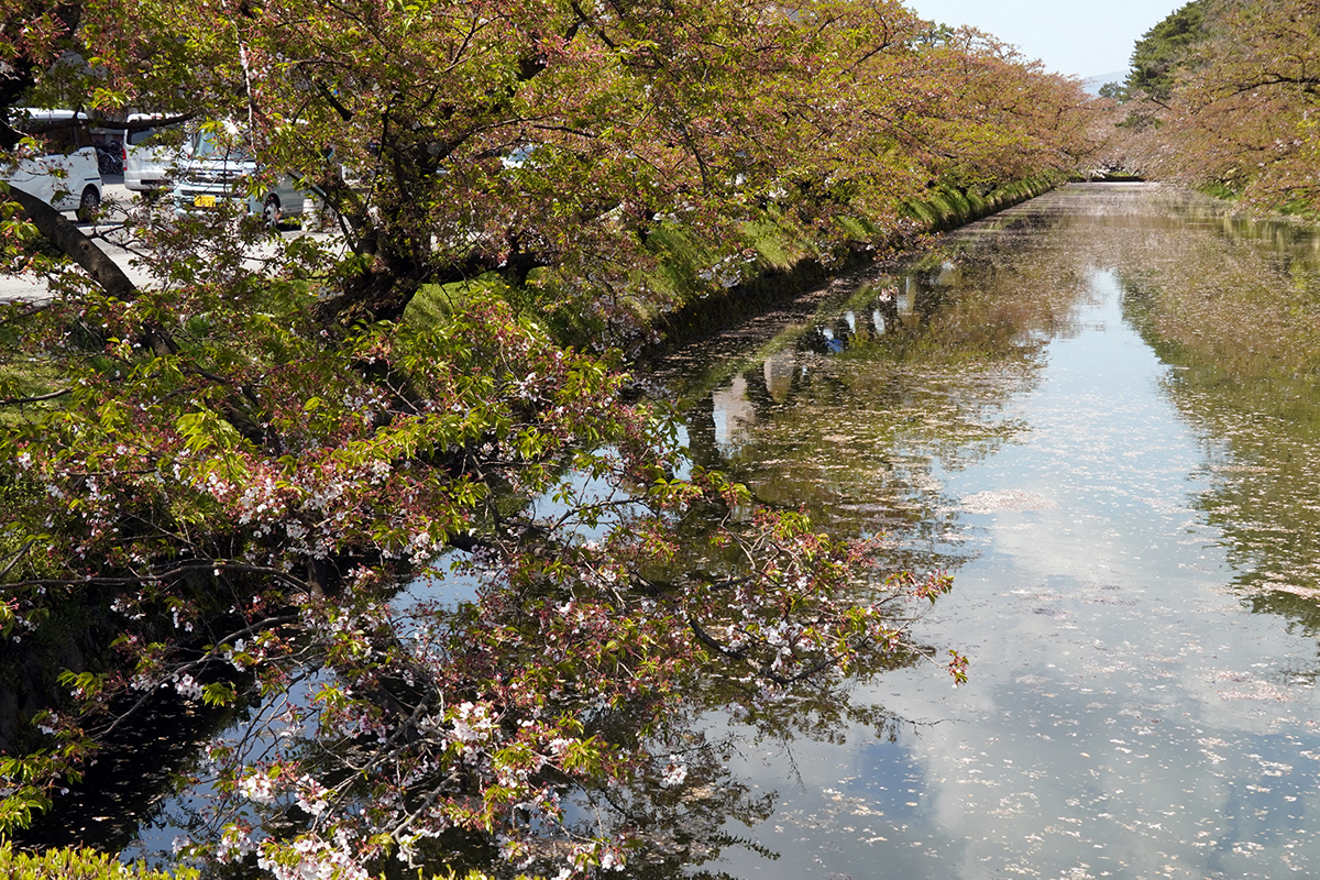 2026年4月24日、弘前公園外濠南側（市役所前交差点）