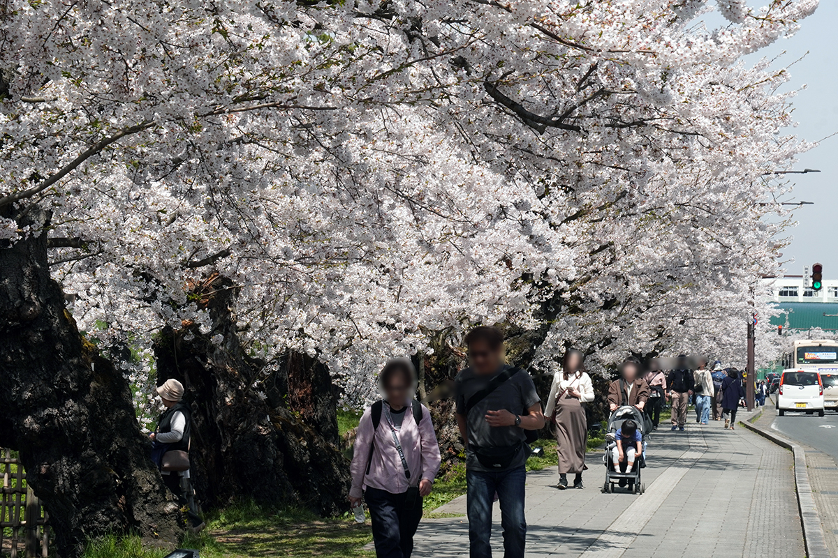 2026年4月17日、弘前公園外濠東側