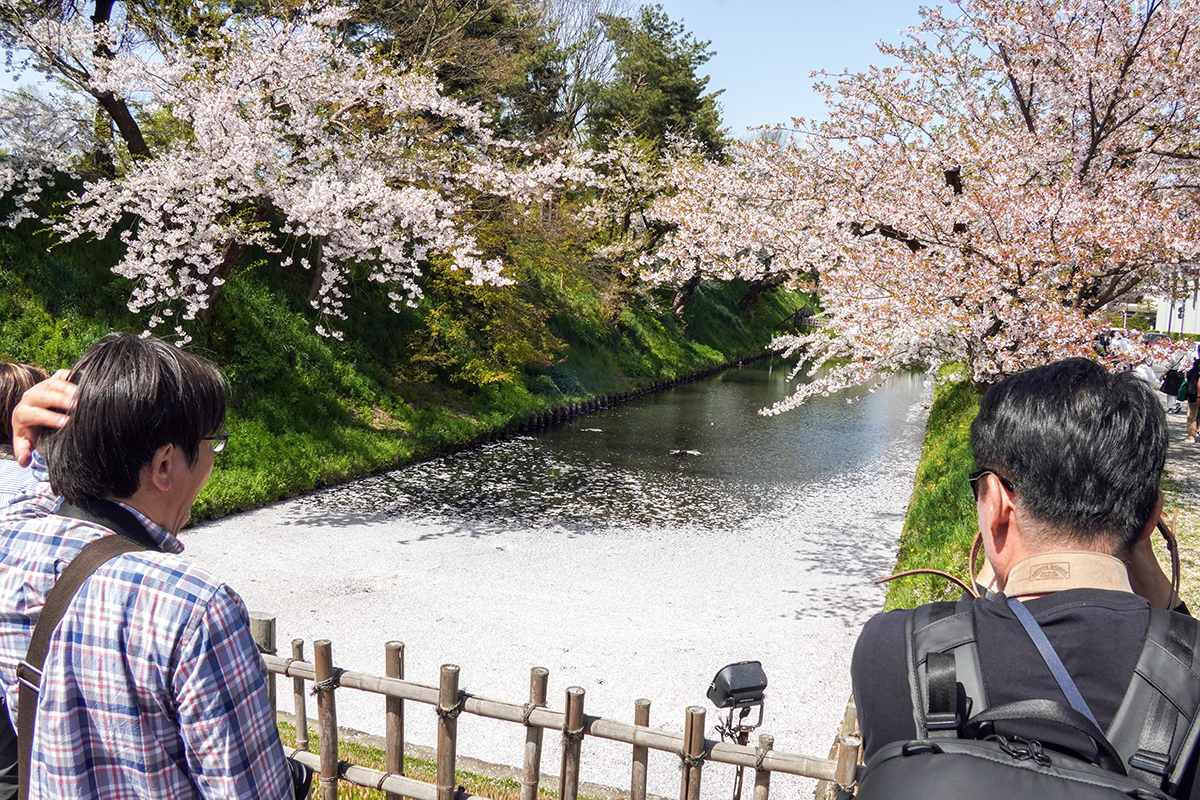 2026年4月20日、弘前公園外濠・裁判所前の花筏
