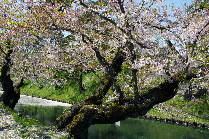 2026年4月20日、弘前公園外濠東側のソメイヨシノ